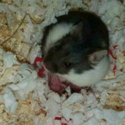 Baby Campbelli hamsters