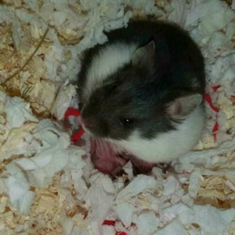 Baby Campbelli hamsters