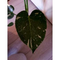 Monstera variegata thai constellation