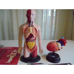 Cardiologie set Humane wetenschappen