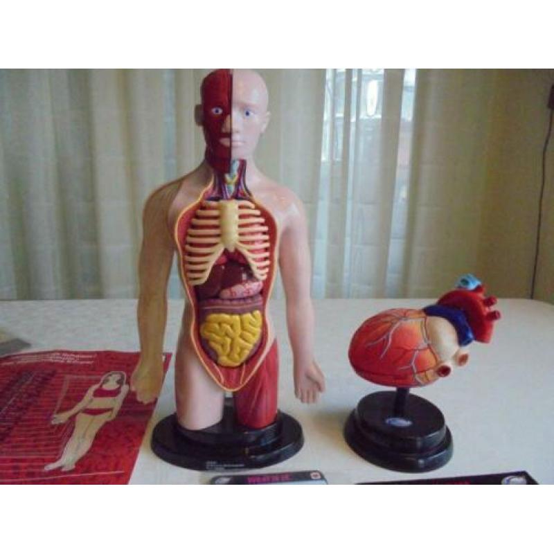 Cardiologie set Humane wetenschappen