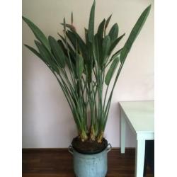 Prachtige Strelitzia Reginae, vol in knop!
