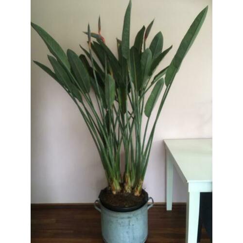 Prachtige Strelitzia Reginae, vol in knop!