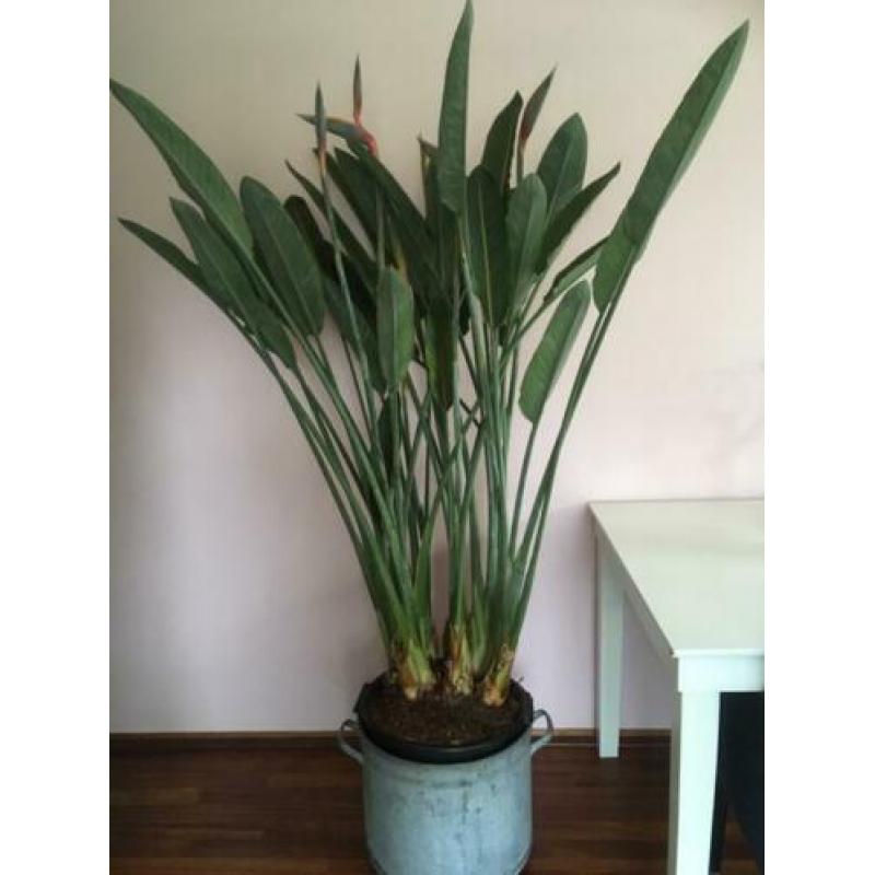 Prachtige Strelitzia Reginae, vol in knop!