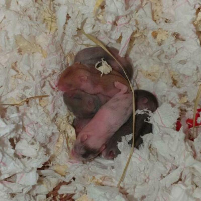 Baby Campbelli hamsters