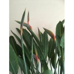 Prachtige Strelitzia Reginae, vol in knop!