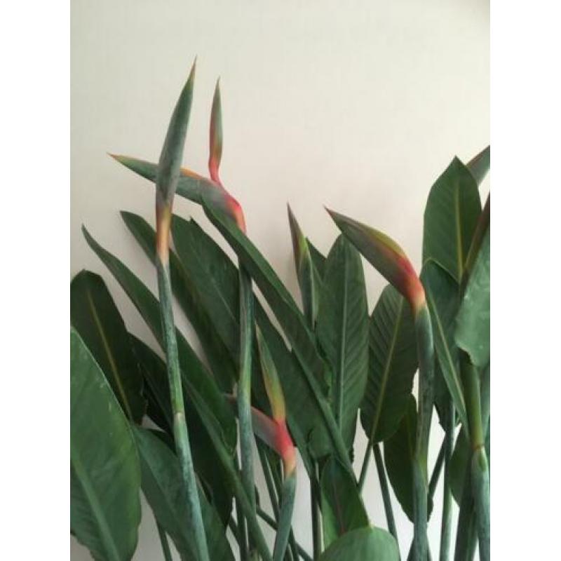 Prachtige Strelitzia Reginae, vol in knop!