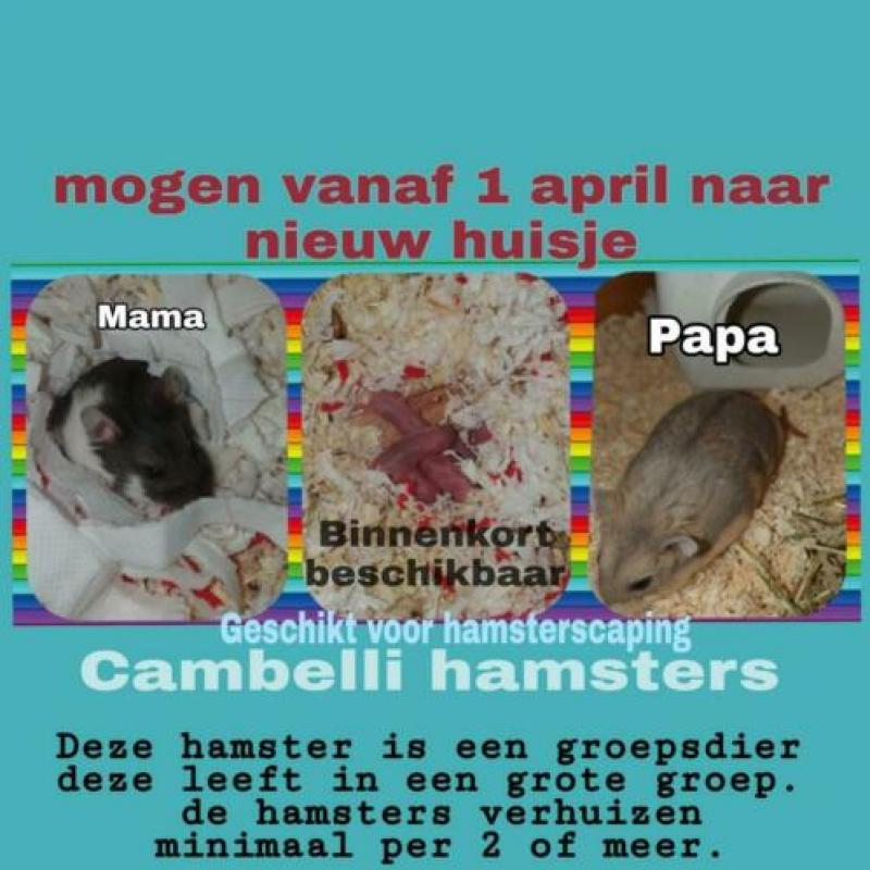 Baby Campbelli hamsters