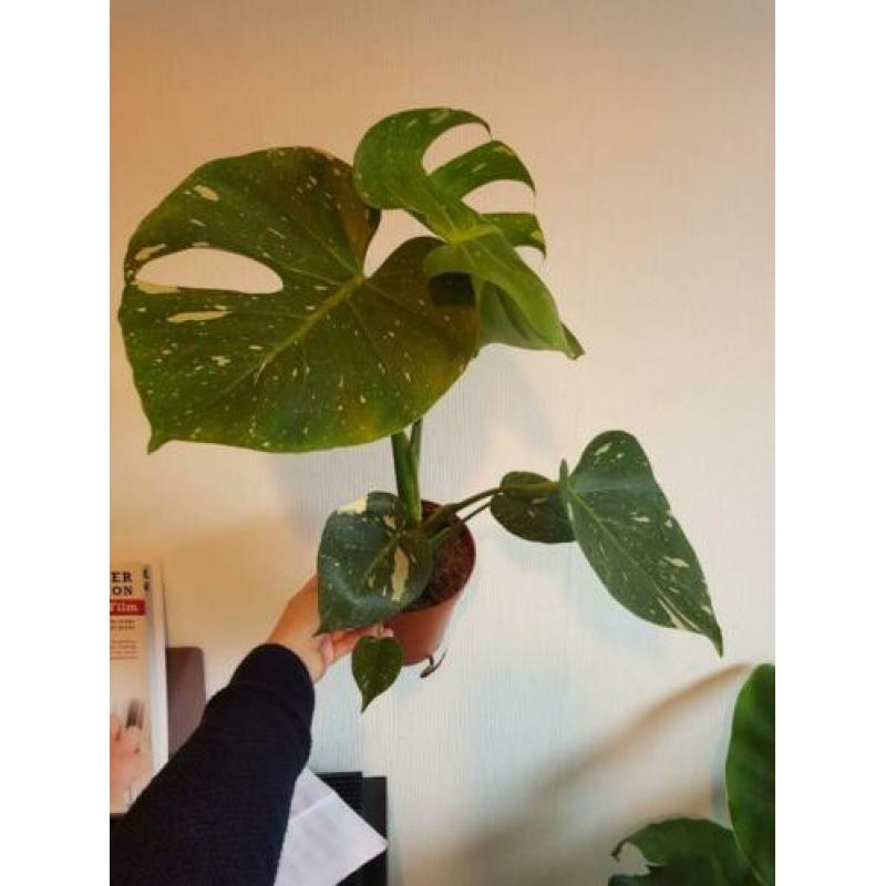 Monstera variegata thai constellation