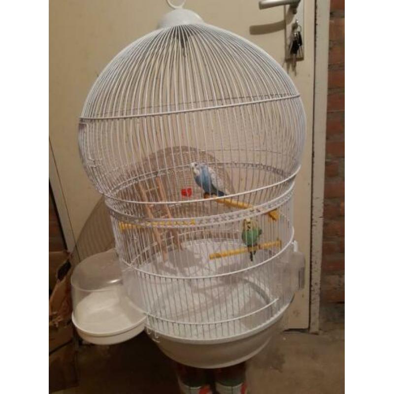 Te koop grasparkiet koppel met kooi 30 euro