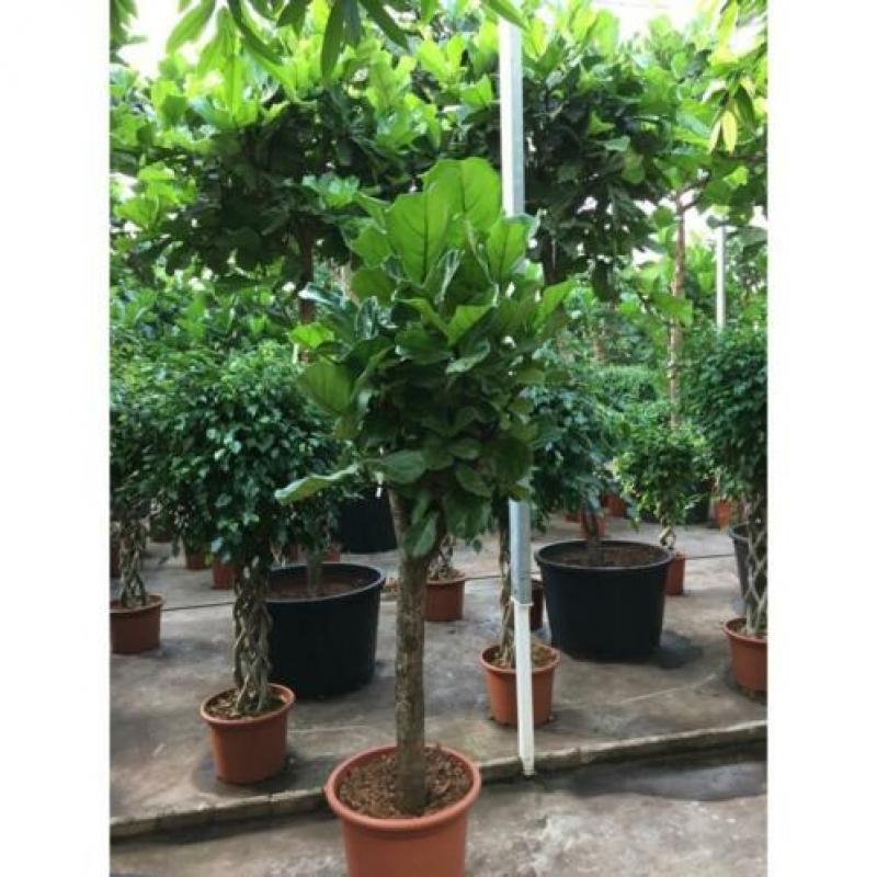 Ficus Lyrata - Vioolplant 465-475cm art41755