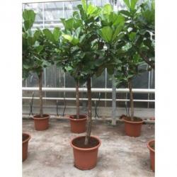 Ficus Lyrata - Vioolplant 465-475cm art41755