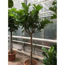 Ficus Lyrata - Vioolplant 465-475cm art41755