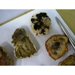 10 Stuks versteend hout schijf