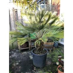 Chamaerops compacta x vulcano 170cm. Winterharde palmboom