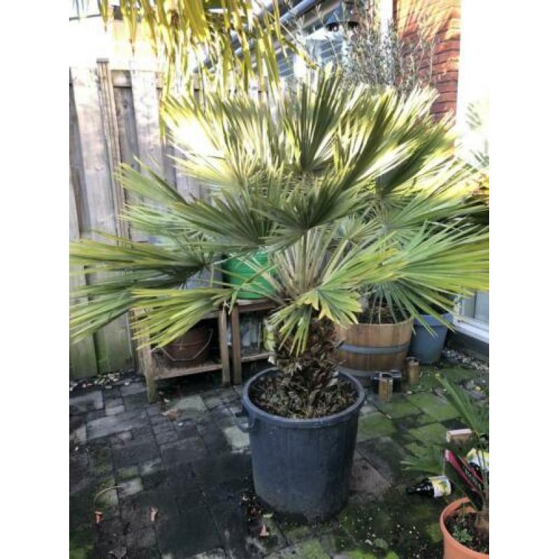Chamaerops compacta x vulcano 170cm. Winterharde palmboom