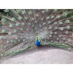 Pauwenkoppel te koop