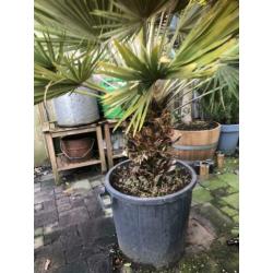 Chamaerops compacta x vulcano 170cm. Winterharde palmboom