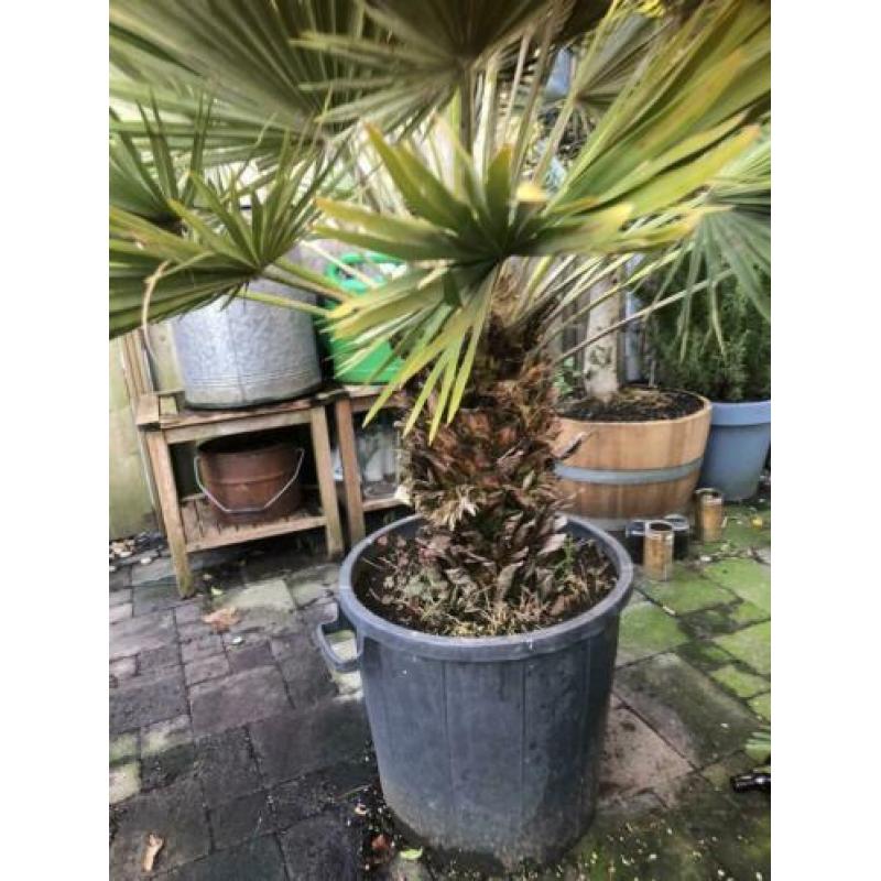 Chamaerops compacta x vulcano 170cm. Winterharde palmboom