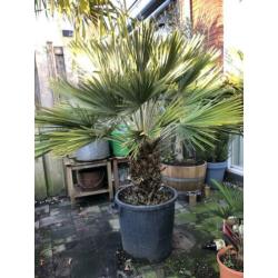 Chamaerops compacta x vulcano 170cm. Winterharde palmboom