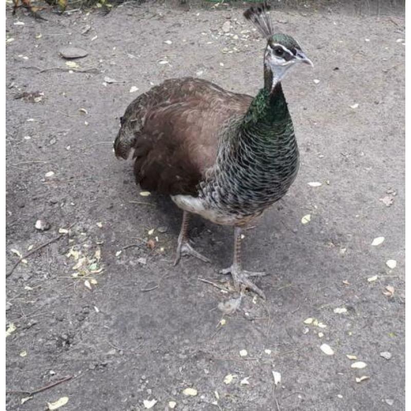 Pauwenkoppel te koop