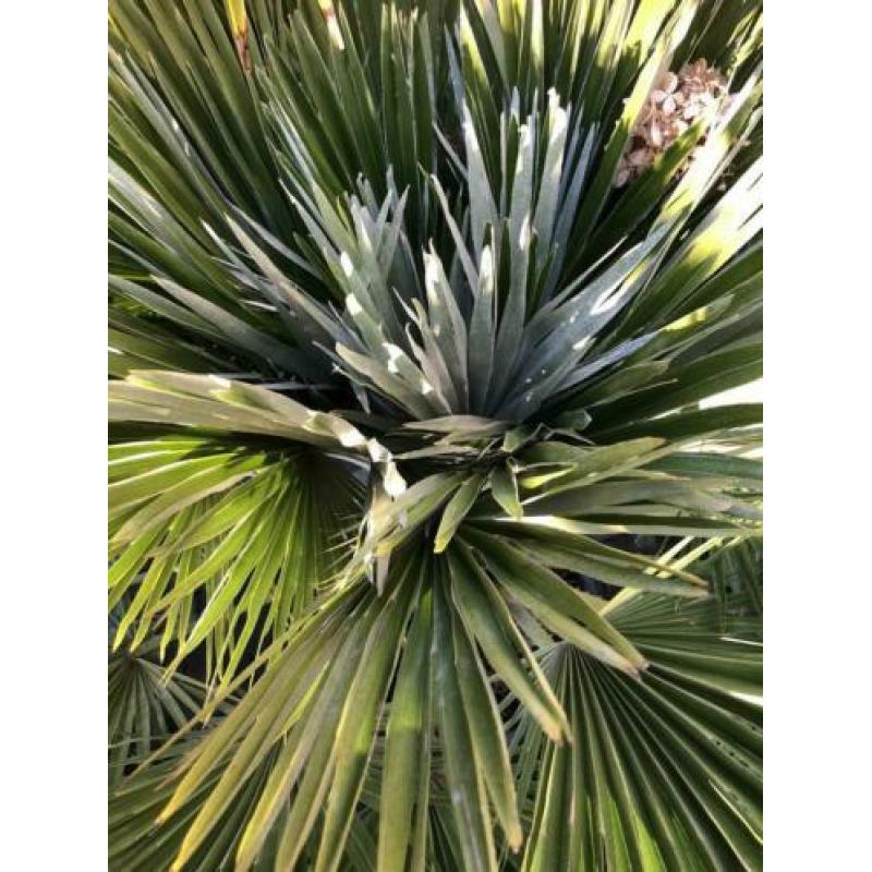 Chamaerops compacta x vulcano 170cm. Winterharde palmboom