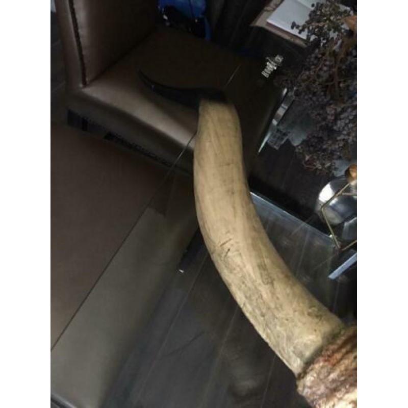Buffel skull te koop!!!