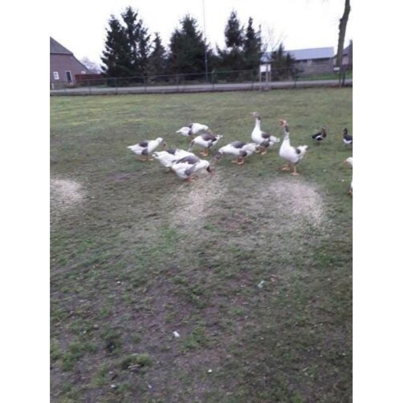 Te koop nog 3 ganzen
