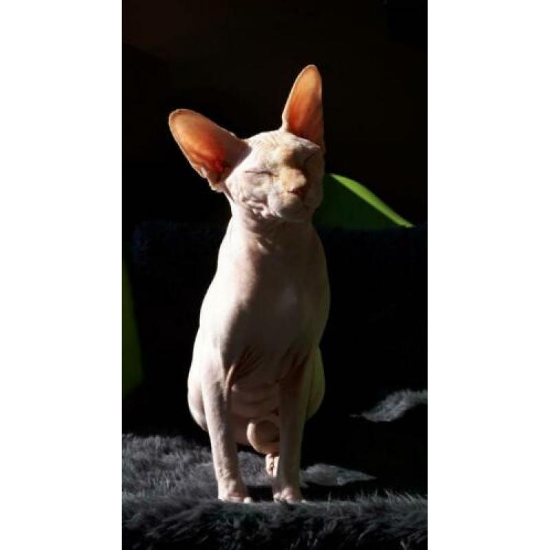 katten