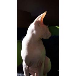 katten
