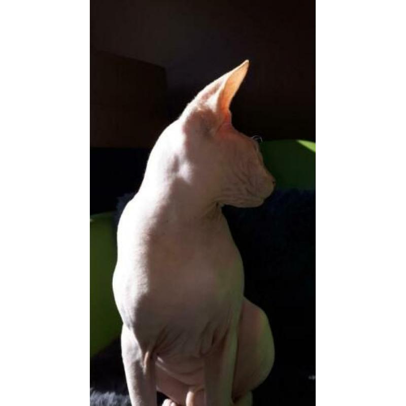katten