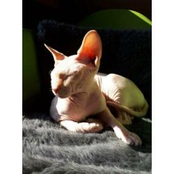 katten