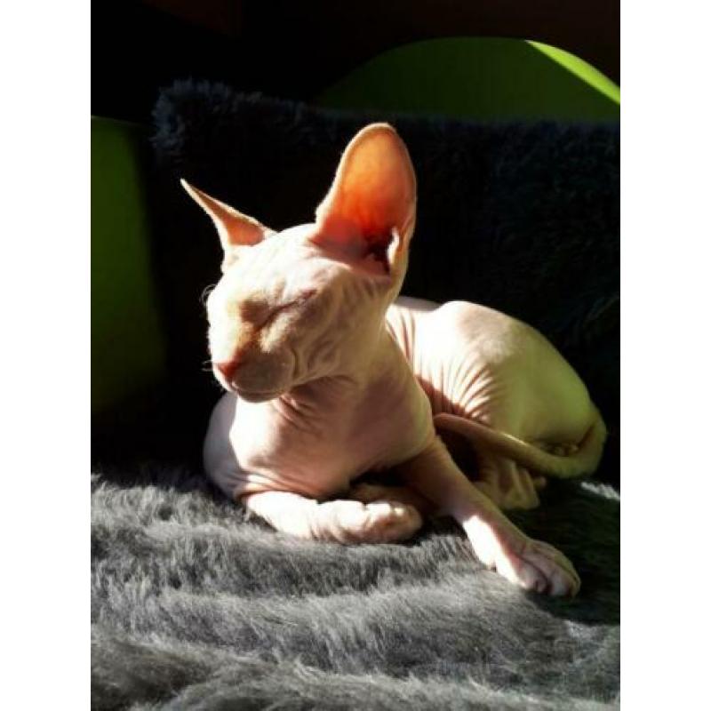 katten