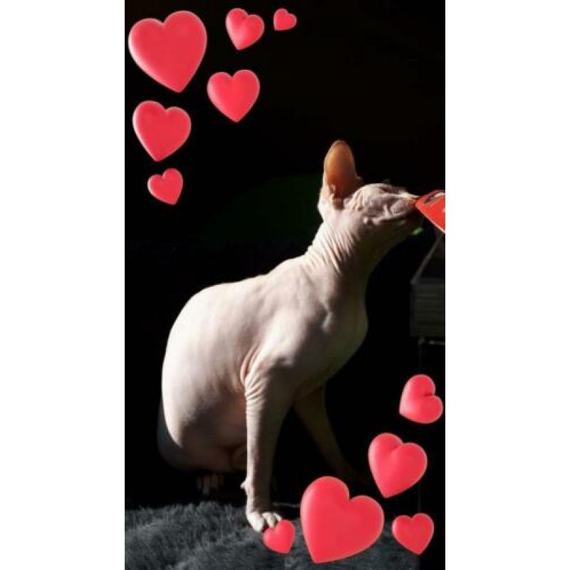 katten