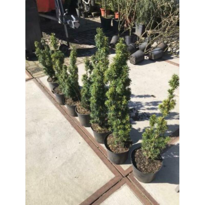 Taxus baccata fastigiata dus zuilvormig hoogte 70 cm 8 stuks