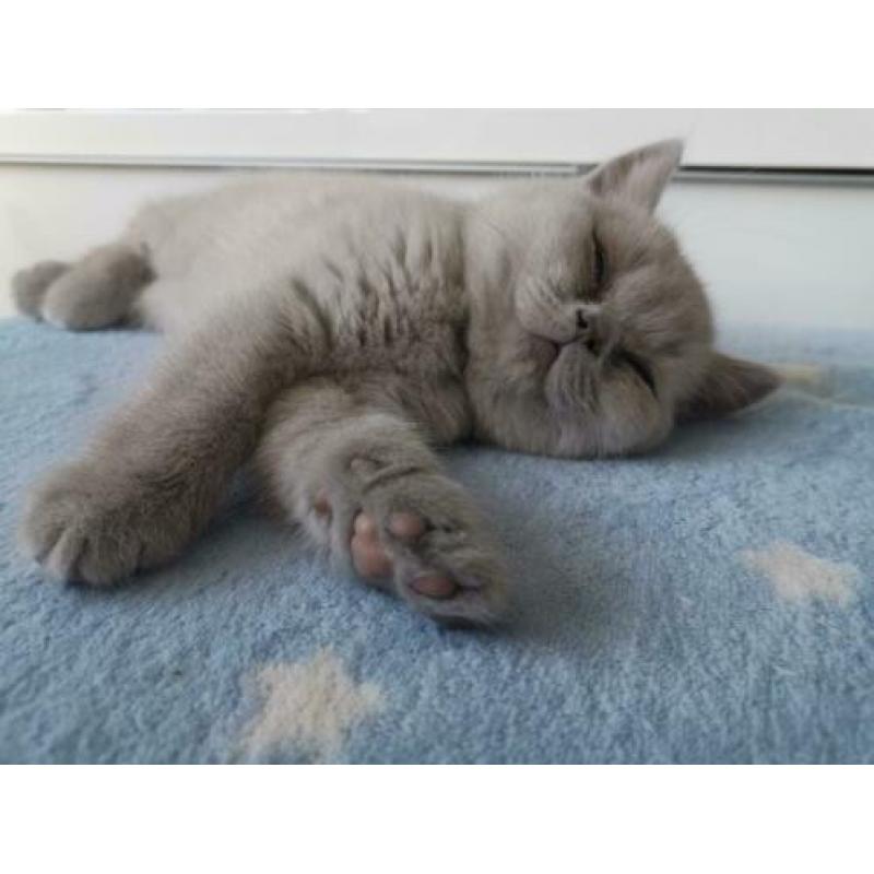 Prachtige Britste korthaar kittens