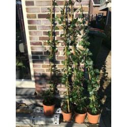 4 x Hedera klimop