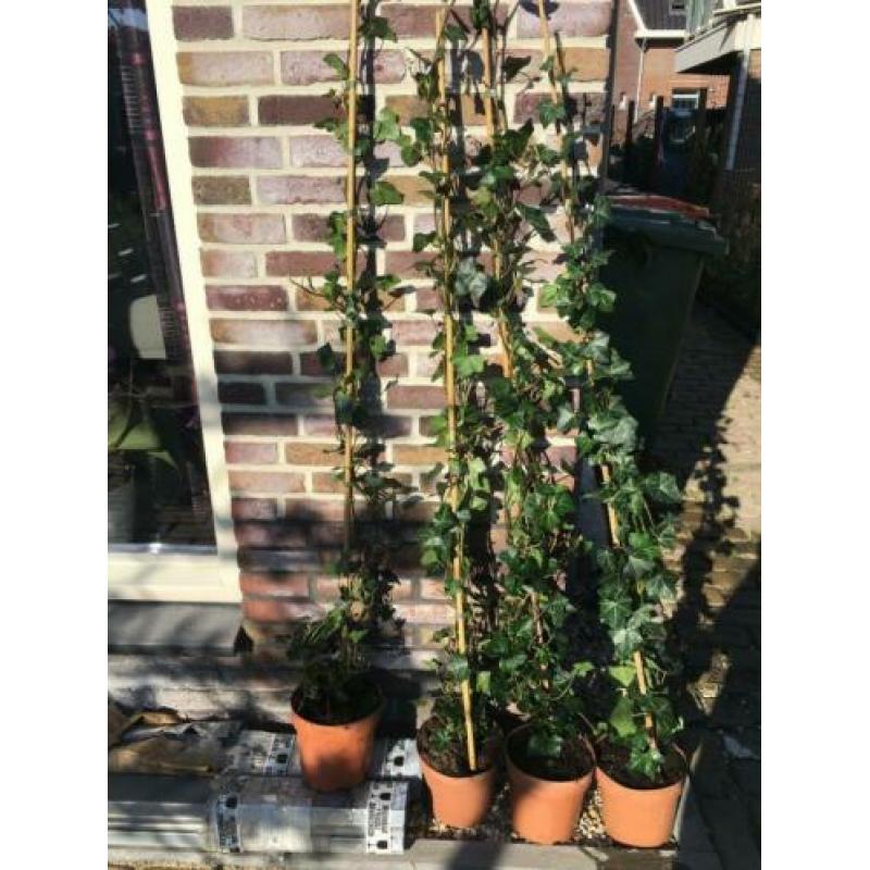 4 x Hedera klimop
