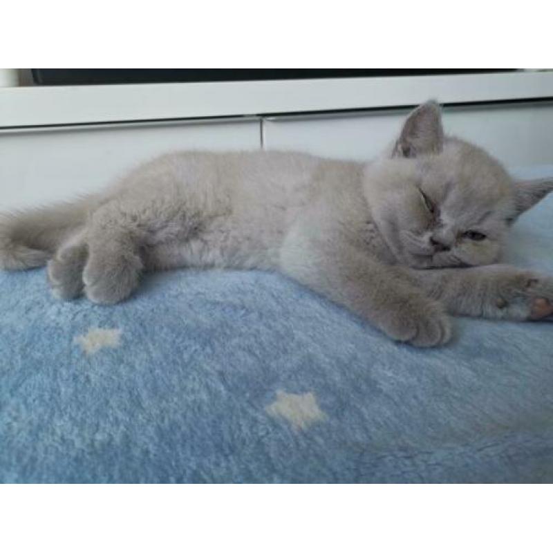 Prachtige Britste korthaar kittens