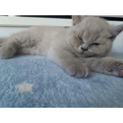 Prachtige Britste korthaar kittens