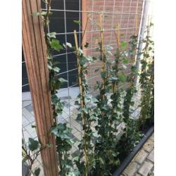 4 x Hedera klimop