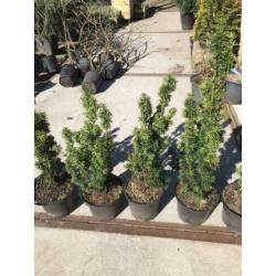Taxus baccata fastigiata dus zuilvormig hoogte 70 cm 8 stuks