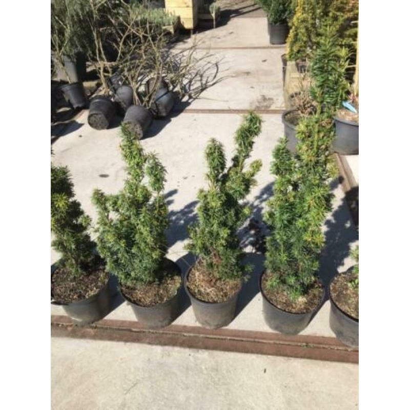 Taxus baccata fastigiata dus zuilvormig hoogte 70 cm 8 stuks