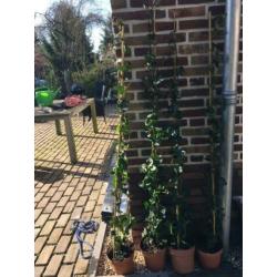 4 x Hedera klimop
