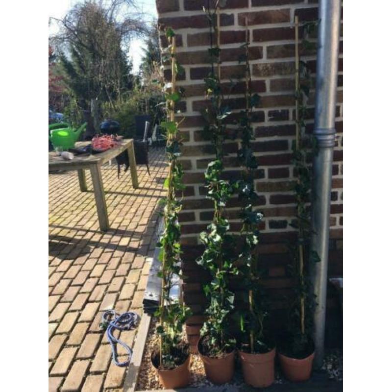 4 x Hedera klimop