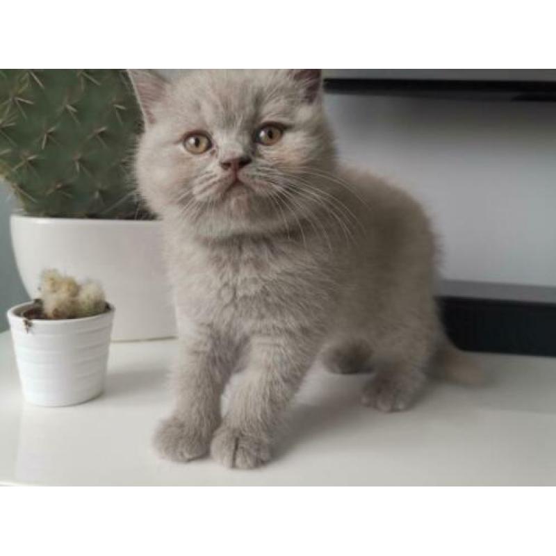 Prachtige Britste korthaar kittens