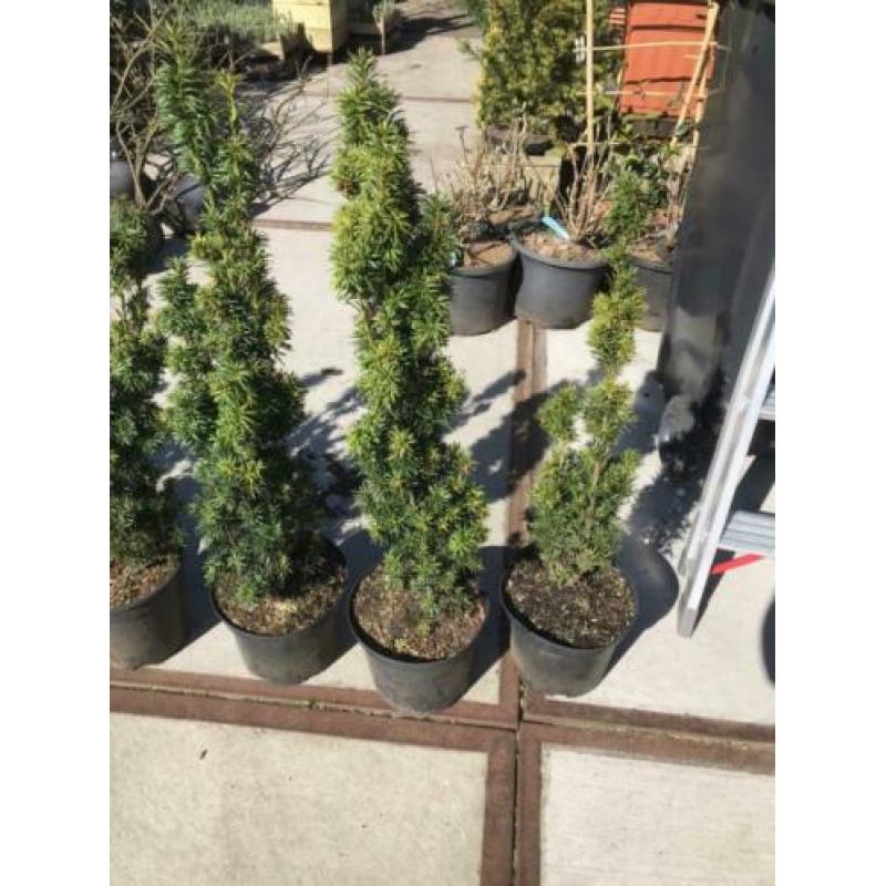 Taxus baccata fastigiata dus zuilvormig hoogte 70 cm 8 stuks