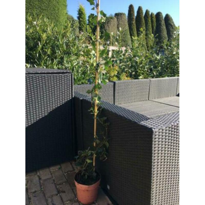 4 x Hedera klimop