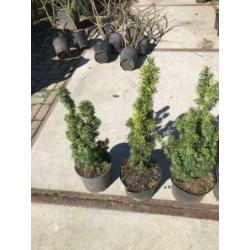 Taxus baccata fastigiata dus zuilvormig hoogte 70 cm 8 stuks