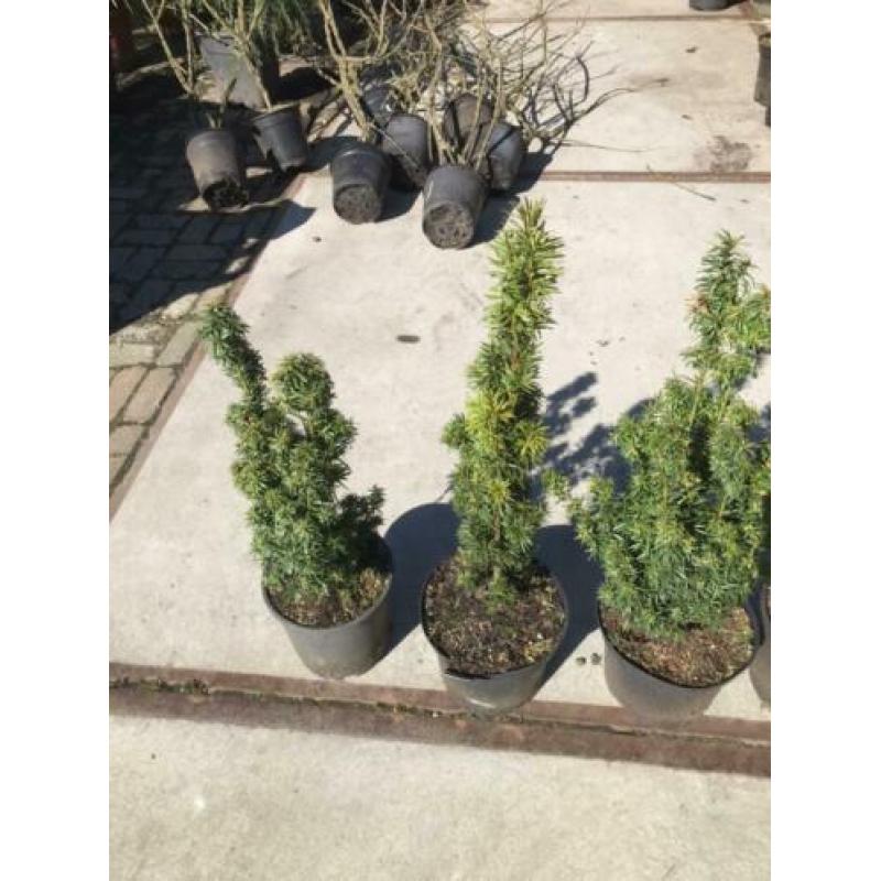 Taxus baccata fastigiata dus zuilvormig hoogte 70 cm 8 stuks